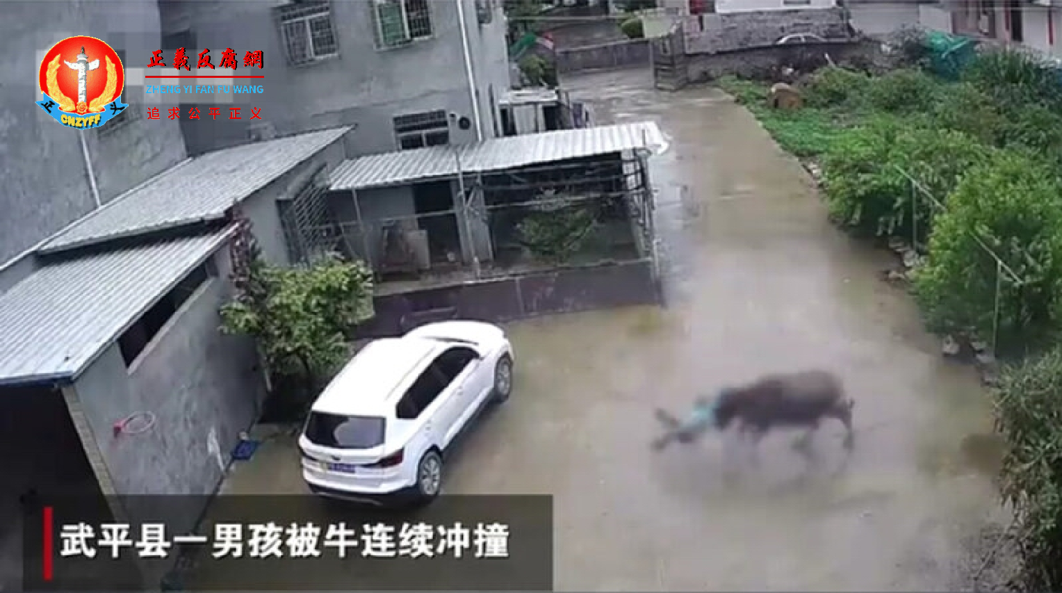 视频中，一名男孩被水牛连续冲撞。.png