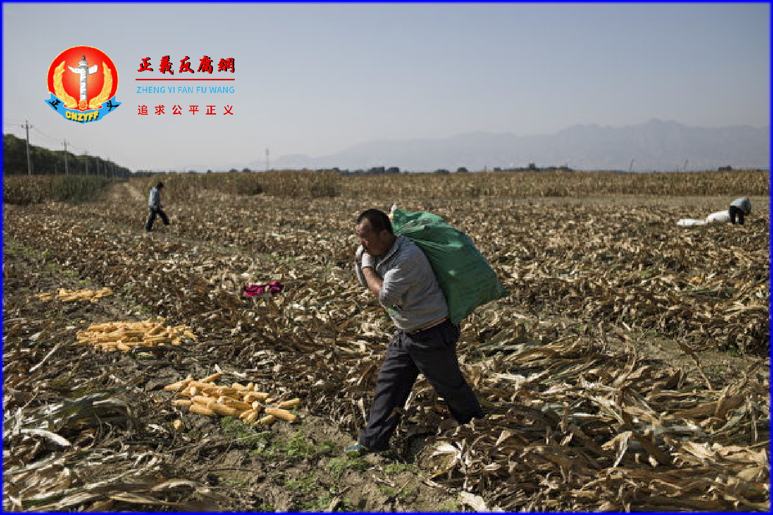 农业农村部部长唐仁健在任上被查。他是大力推广转基因和水稻上山的农业主管官员。图为农民在北京郊区的田地里收割玉米。.png